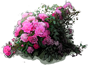 Lovely Fairy Rose